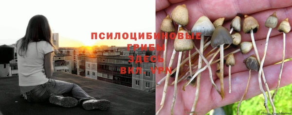 крисы Беломорск